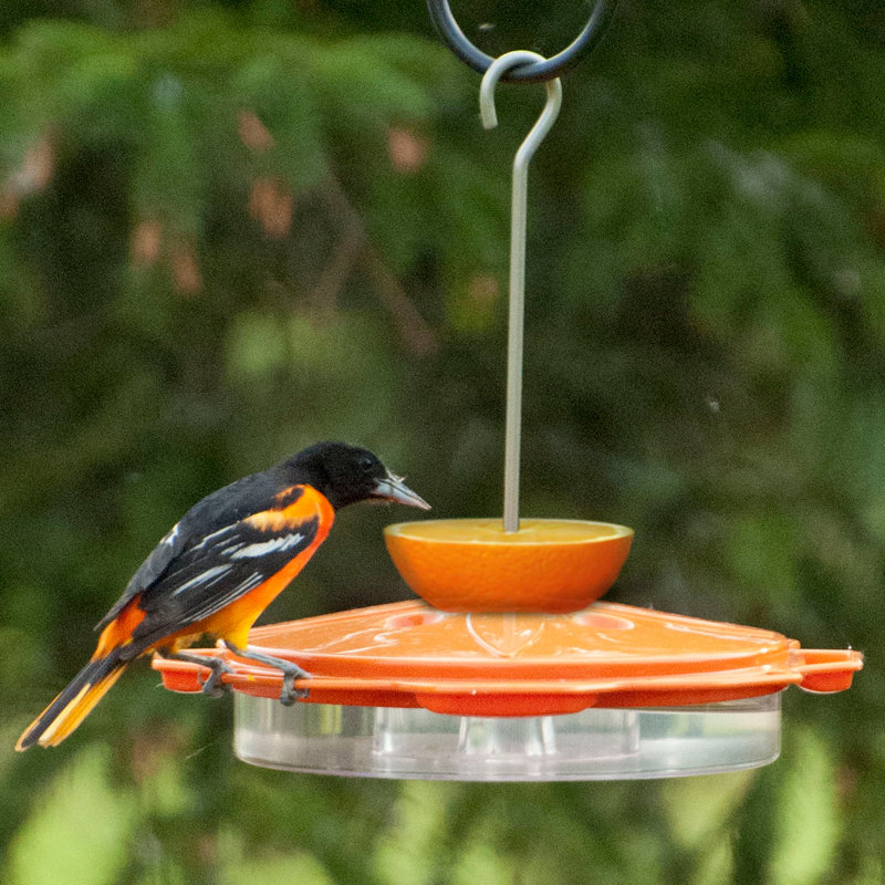 Woodlink Classic Oriole Hummingbird Feeder Wayfair